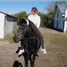 Welsh Pony (sec B) Musse <3<3