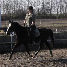 Anden særlig race Minella "Solgt"