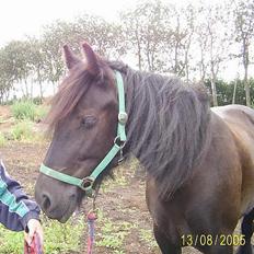 Irish Cob Lillevangs Darling