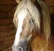 Haflinger Loreska