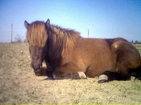 Islænder irpa billede 11