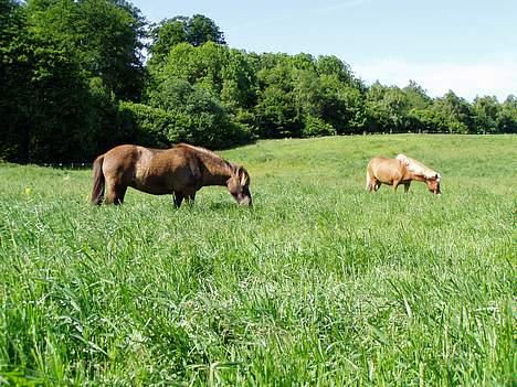 Islænder irpa - folden i starten af sommeren billede 12