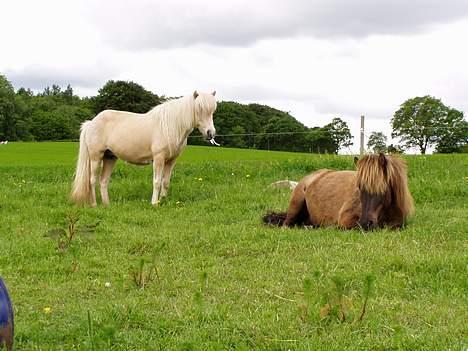 Islænder irpa - her er så min mørkebrune hest - om sommeren er hun næsten gul billede 13