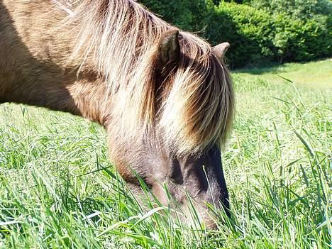 Islænder irpa billede 14