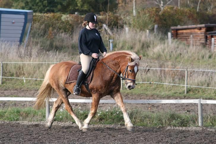 Haflinger Gravenshoveds Omira - Omira og søs i dressur billede 4