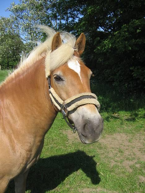 Haflinger Gravenshoveds Omira - - Omira <3 (sommer 06) billede 5