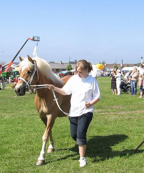 Haflinger Gravenshoveds Omira - Omira og mig til dyrskue i Silkeborg (sommer 06) billede 6