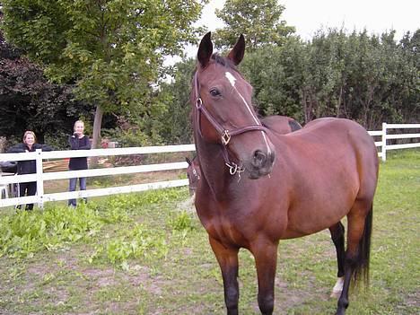 Traver SikSak (Død 2011) - Da jeg lige havde fået ham... billede 1