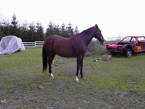 Traver SikSak (Død 2011) billede 2