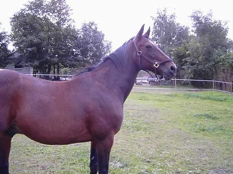 Traver SikSak (Død 2011) billede 3