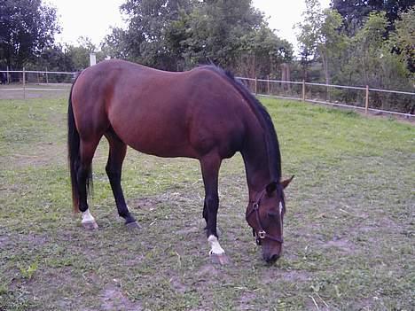 Traver SikSak (Død 2011) billede 4