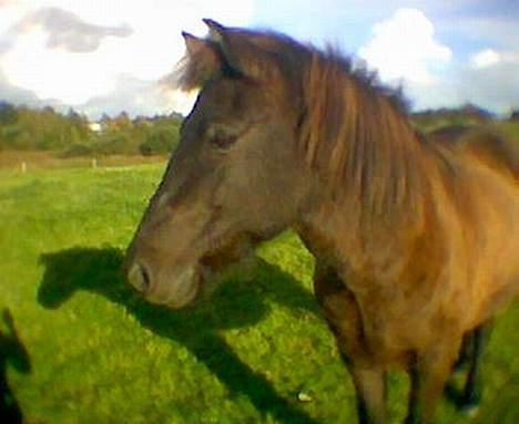 Islænder Hrafntinna fra Hejelte - Lille Rappe d. 2/10 billede 18