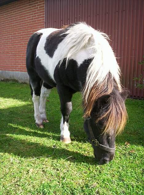 Pinto  *Krumme (Gl. passer) - muuuuums.... græs styre billede 14