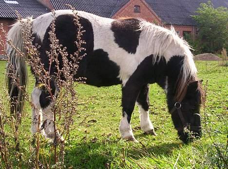 Pinto  *Krumme (Gl. passer) - igen igen.... kan spise hele dagen billede 15