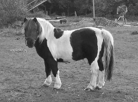 Pinto  *Krumme (Gl. passer) - sort, hvid.. sort, hvid billede 16