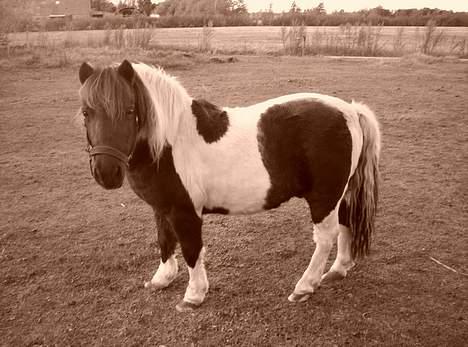 Pinto  *Krumme (Gl. passer) - "gammelt" billed :P billede 17