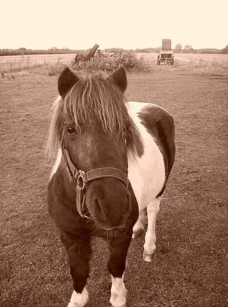 Pinto  *Krumme (Gl. passer) - igen... hi hi... er de ikk lidt gode billede 18