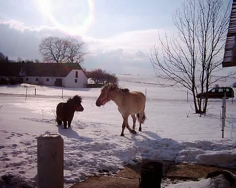 Shetlænder Futte billede 9