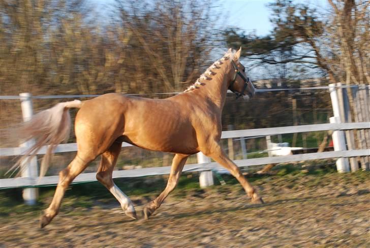 Palomino Lysgaards Cosmo  solgt - Hingste forbesigtigelse 2007 billede 11