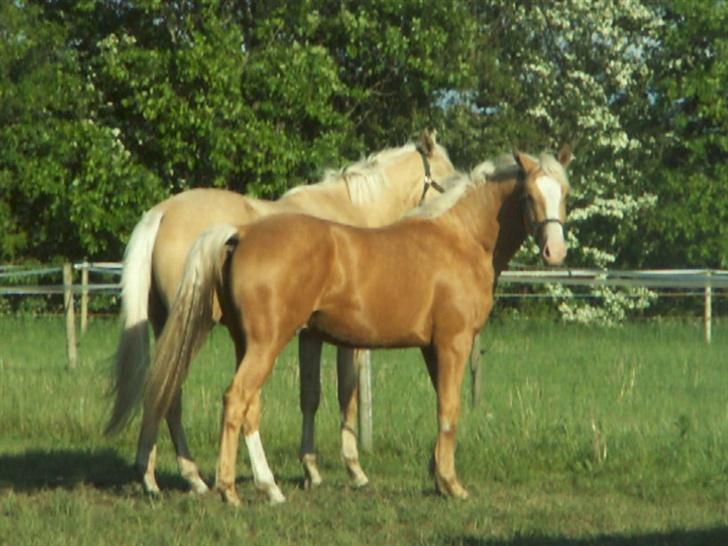 Palomino Lysgaards Cosmo  solgt - forår 2007 billede 12