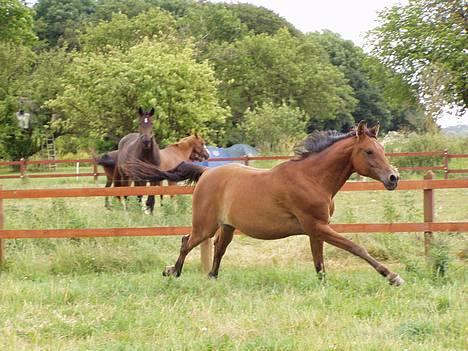 Arabisk fuldblod (OX) Gismo OX - Gismo gir den gas billede 18