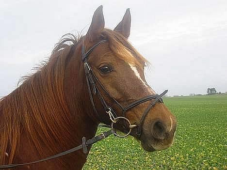 DSP Firhøjs Nobi R.I.P :'( - (Foto by: Maya, min vidunderlige part) billede 16