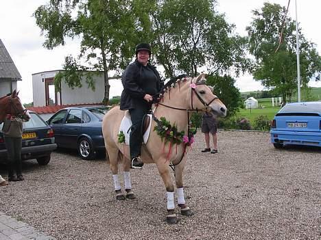 Fjordhest Lotte R.I.P.  - Lotte til majridning 2005. Her vandt hun en 3. plads for bedste pyntning billede 10