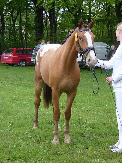 Knabstrupper Sanders Babe - Fjerritslev dyrskue 206 billede 13