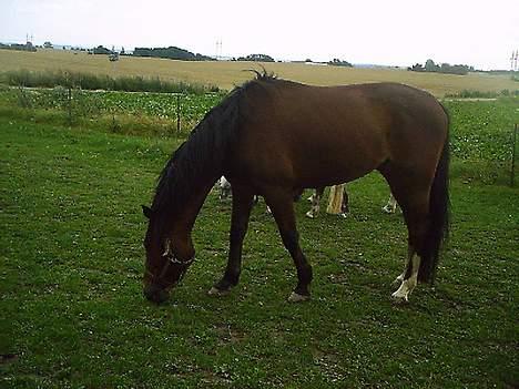 Traver Prince Del (Prins) - Det første billede billede 4
