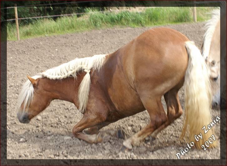 Haflinger JULIANE Á ROSENDAL - muller billede 2