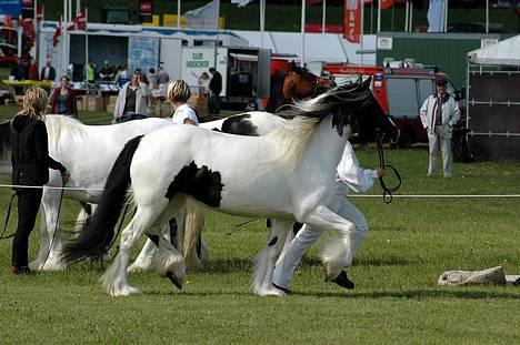 Tinker Klittens Katinka - Katinka på Gl. Estrup 2006, fotograf: Jani P billede 7