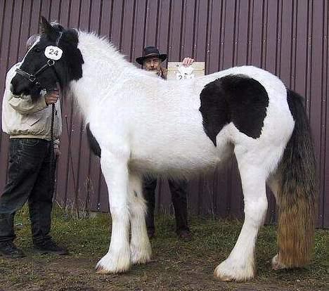 Tinker Klittens Katinka - Fra racegodkendelsen 2002 - Katinka er her 2 år billede 20