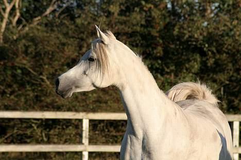 Arabisk fuldblod (OX) Sherifa SCID/CA fri - Sherifa 3.oktober 2005 billede 5