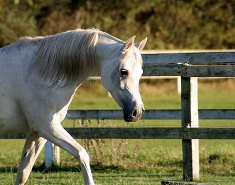 Arabisk fuldblod (OX) Sherifa SCID/CA fri - Sherifa 3. oktober 2005 billede 6