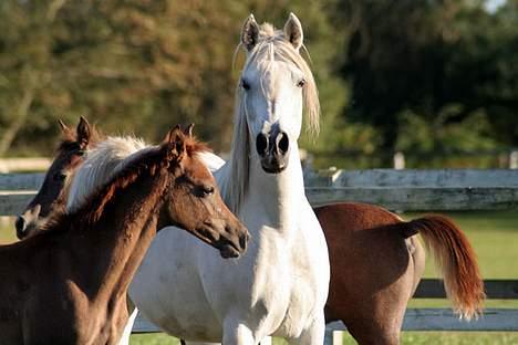 Arabisk fuldblod (OX) Sherifa SCID/CA fri - Sherifa 3. oktober 2005 + WML Fareed & WML Wahed i baggrunden billede 7