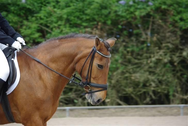 Anden særlig race Pixi *Død* - Stævne Nvr 18/5 08 Foto: Annika M billede 1