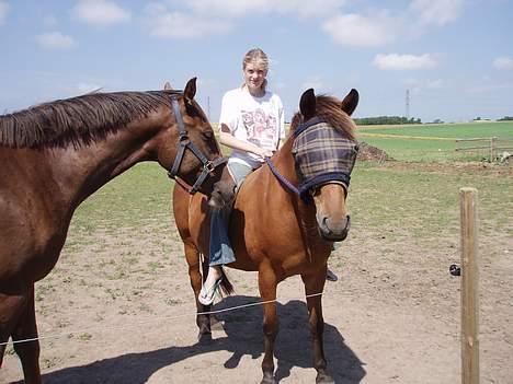 Anden særlig race Pixi *Død* - Jeg elsker at ride på hende i folden uden sadel og hovedtøj billede 2