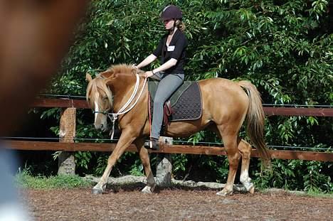 Anden særlig race Campari billede 14
