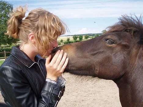 Islænder Passia billede 10