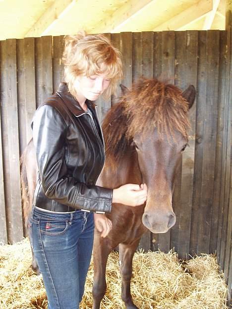 Islænder Passia billede 11