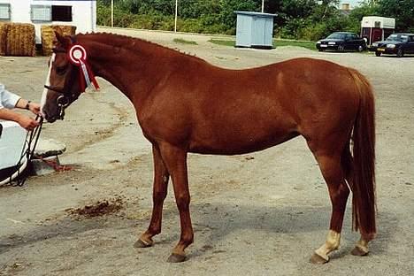 DSP Sizze Bredager. B-pony - Sizze efter kåring på fløj til SDH 2001 billede 16