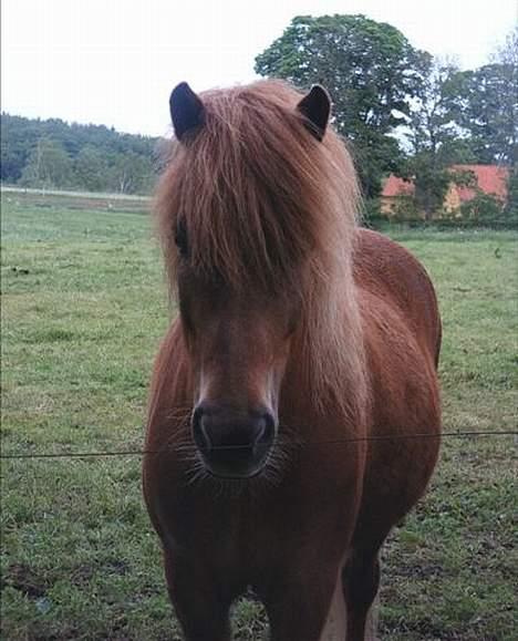 Islænder Snorri fra Skydebanegård billede 3