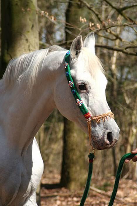 Arabisk fuldblod (OX) Basta R.I.P. blev 27½ år - Basta 26 år 24 april 2006 billede 10