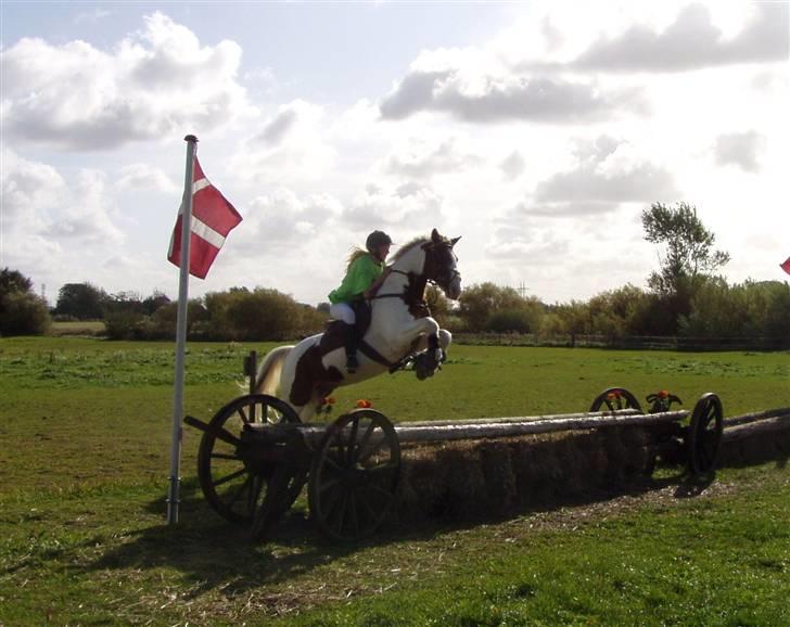 Anden særlig race Joe - hvil i fred - En naturlig grund til jeg havde svært ved at sidde fast. billede 13
