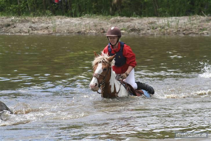 Anden særlig race Joe - hvil i fred - Til jagt i LØSR. billede 14