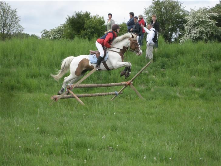 Anden særlig race Joe - hvil i fred - Til forårsjagt i Vestskoven. billede 15
