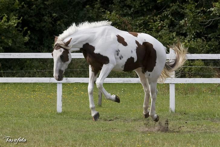 Pinto Bonanza (Baby) **død** billede 4