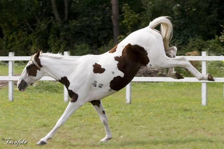 Pinto Bonanza (Baby) **død** billede 5