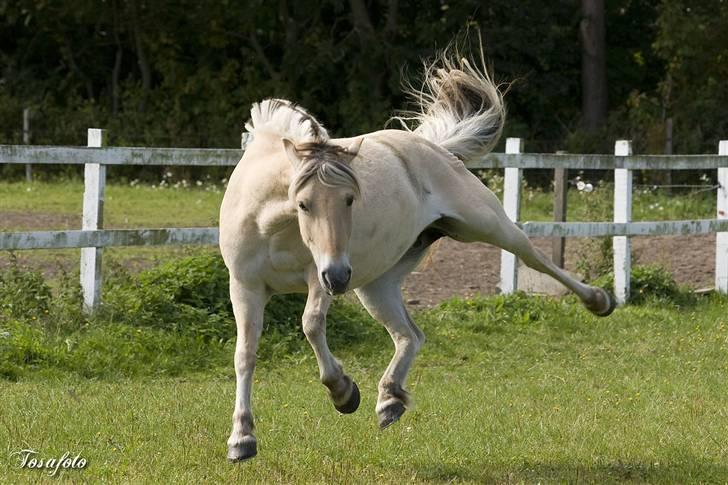 Fjordhest Rosetta aka. (fede)Dorit *RIP* - fuld buk:) den lille rodeo hest billede 1