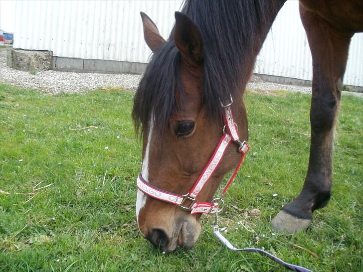 Traver Prince Del (Prins) billede 5